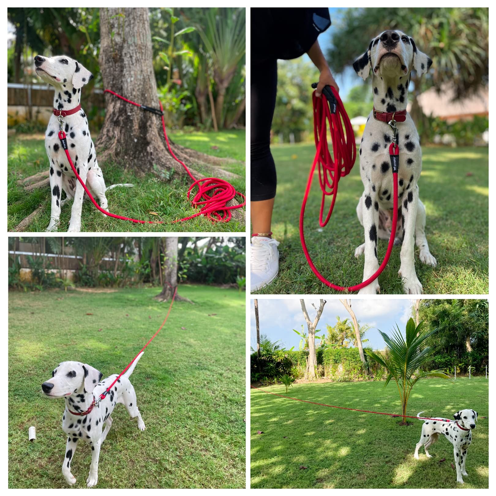 Tuff Pupper tie-down use in forest or park settings for campouts.