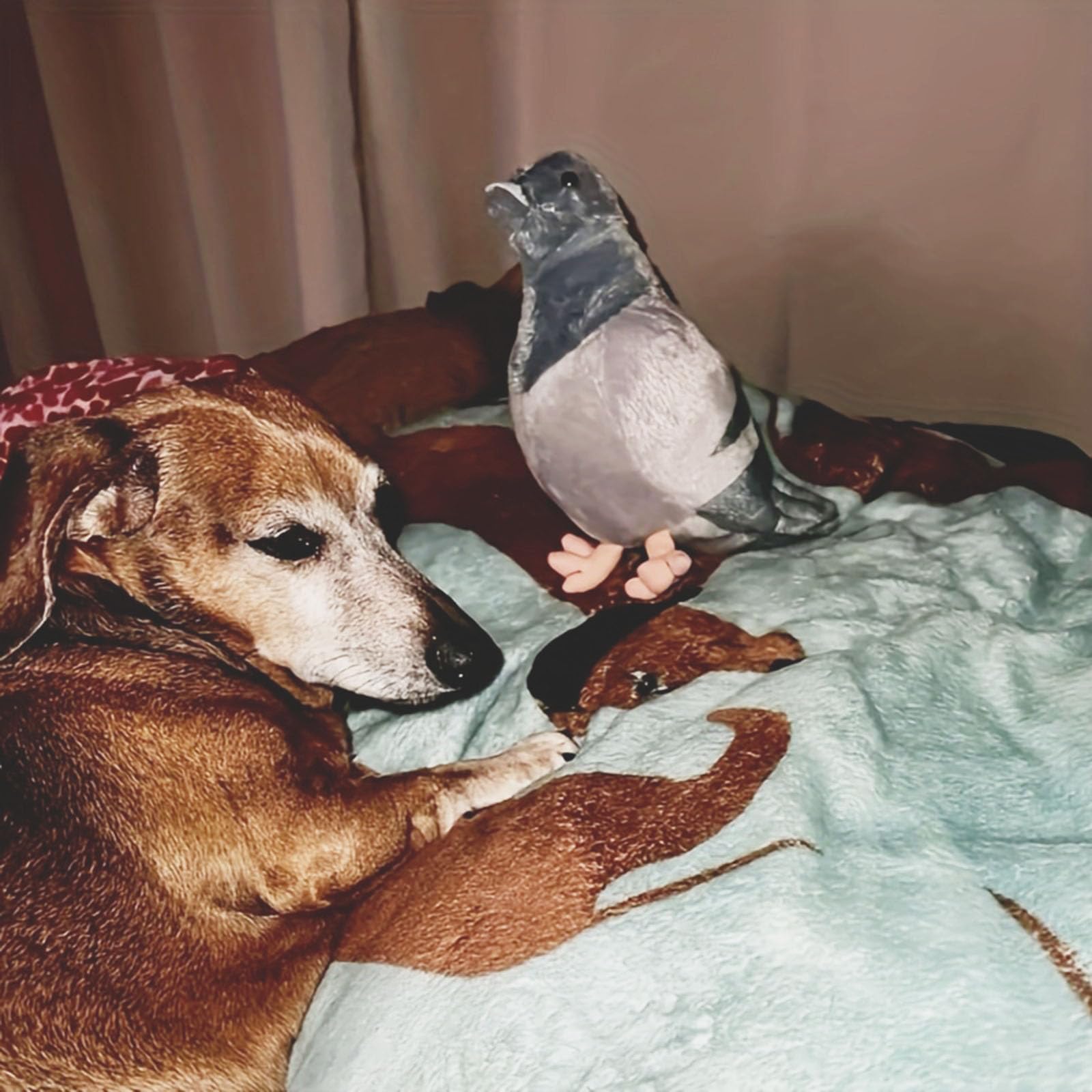 TUKVESZE Pigeon plush toy soft fur close-up emphasizes gentle comfort