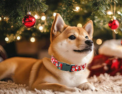 Tunkoo adjustable-length collar fits growing dogs for all-day wear