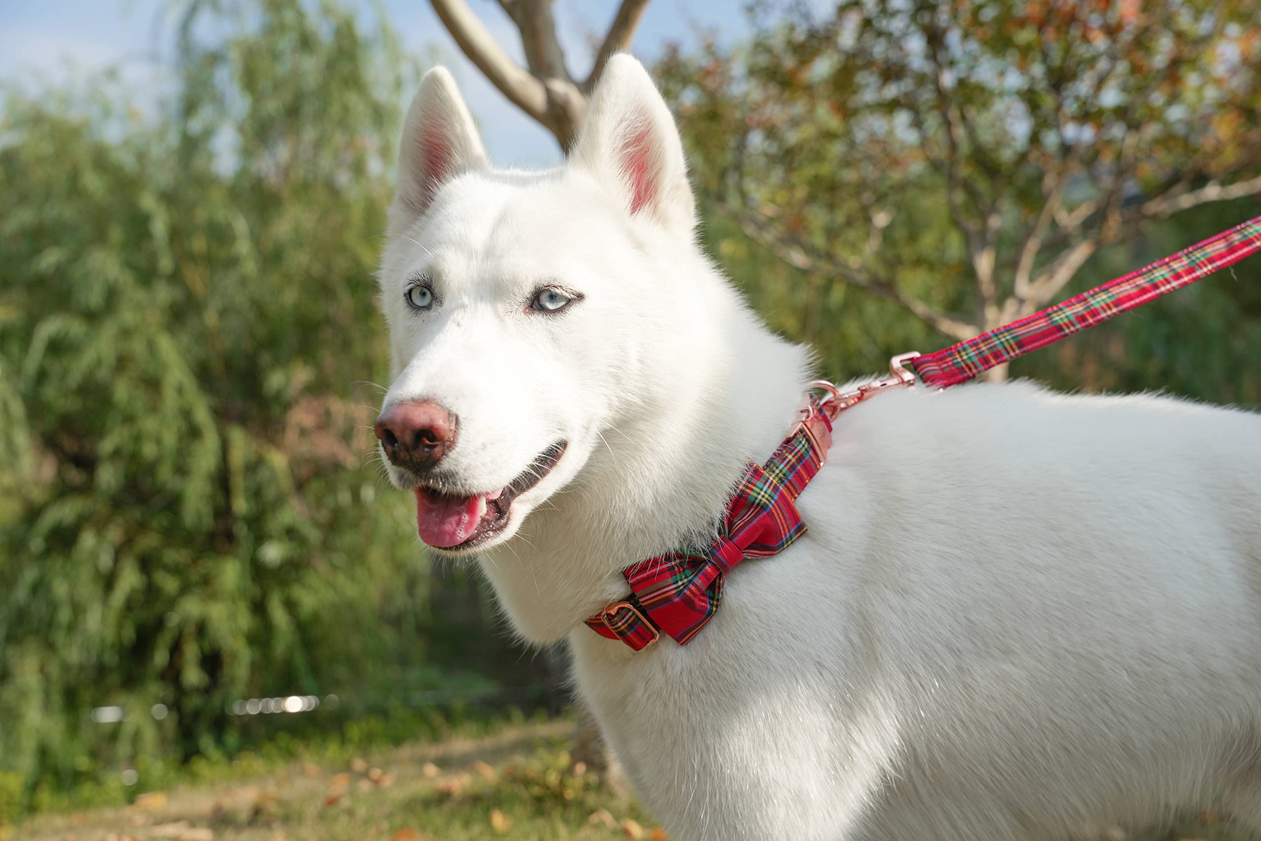 Tunkoo collar size options for dog and cat from small to large