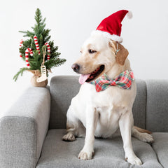 Tunkoo dog collar materials cotton exterior with polyester interior for durability.