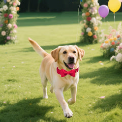 Tunkoo holiday dog collar closeup highlights soft silk texture and secure fit.