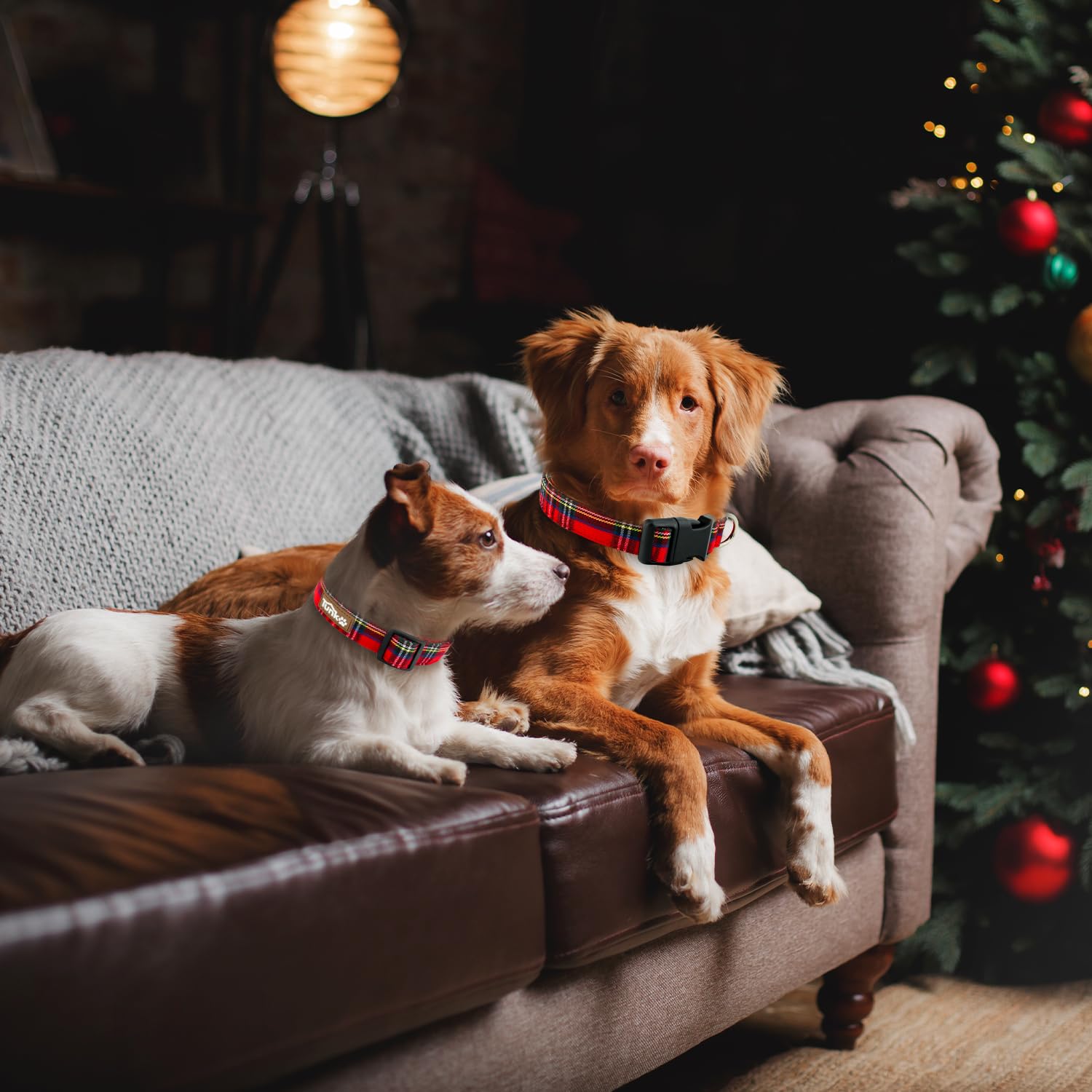 Tunkoo large size collar for labs shows secure fit during walks with bigger dogs.
