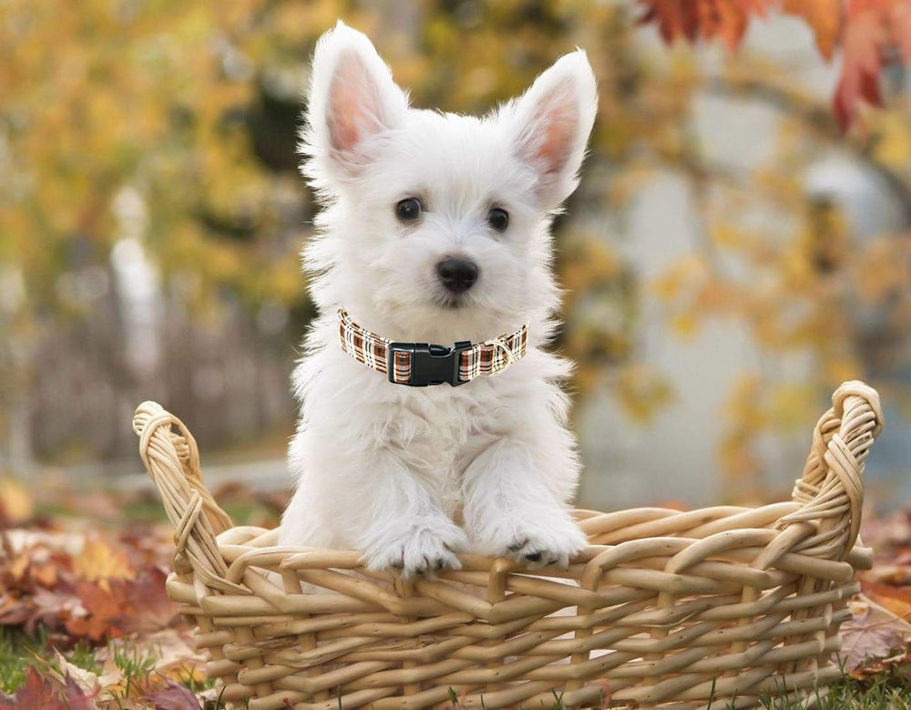 Tunkoo small-size plaid collar fits small dogs securely.
