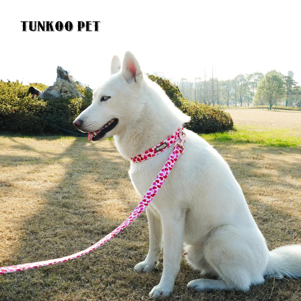 Tunkoo valentines day dog collar adds festive style during daily walks