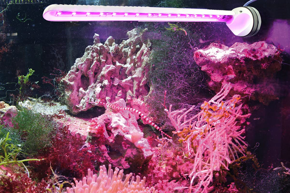 Tunze Eco Chic Refugium 8831 side view for easy accessibility and filtration space