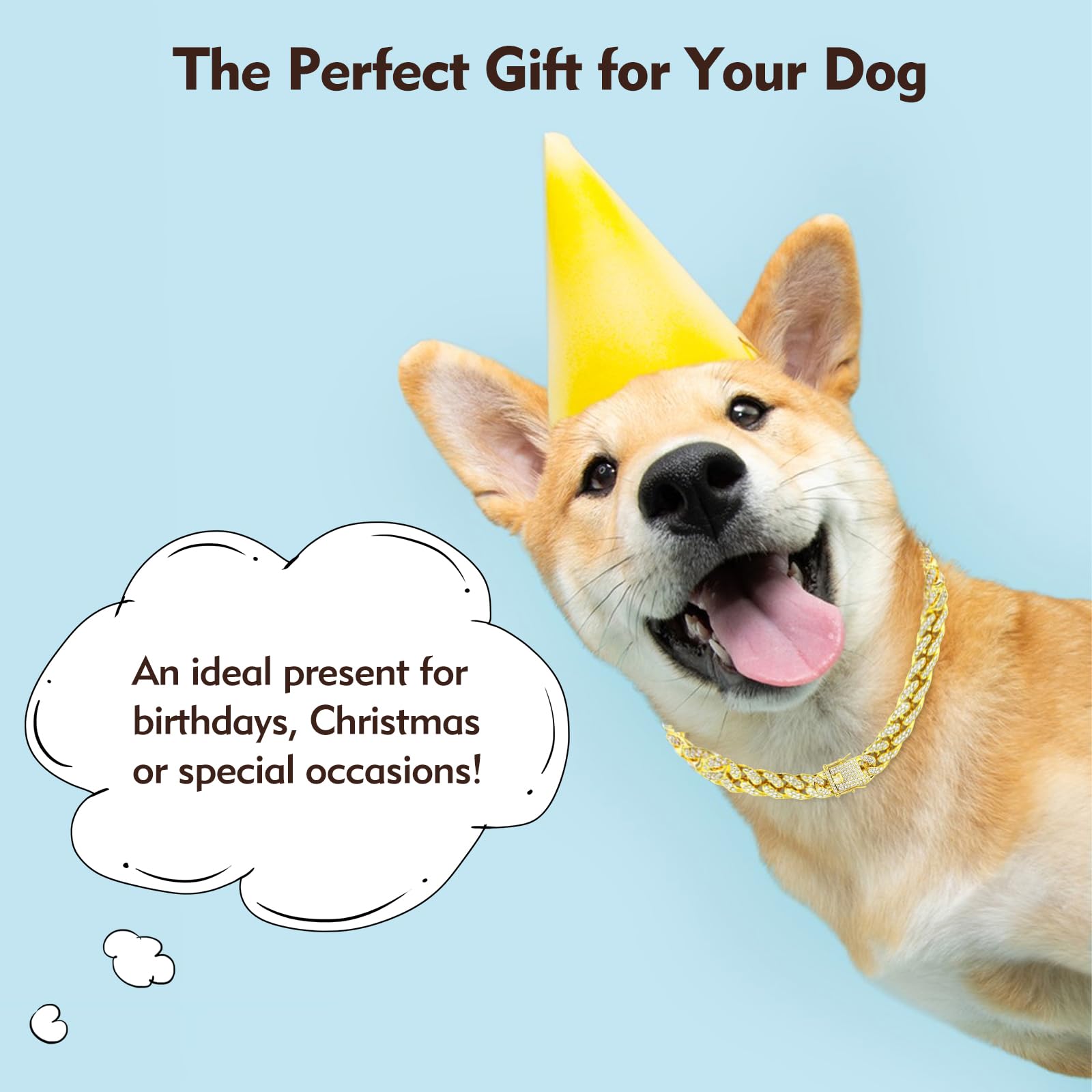 TVTOO gold-dog-collar-birthday-outfit on-dog-walks for events and photos.