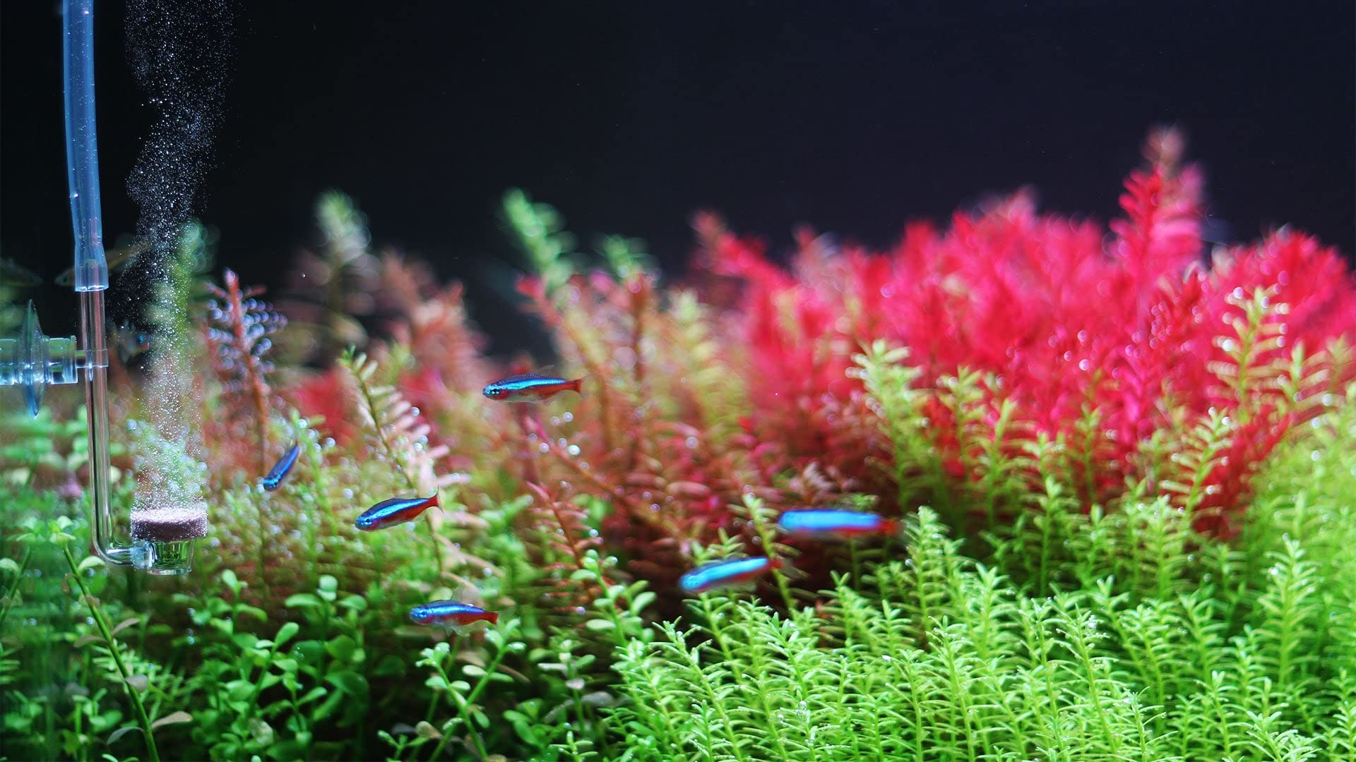 Twinstar CO2 diffuser includes suction cup for easy secure mounting near aquarium glass.