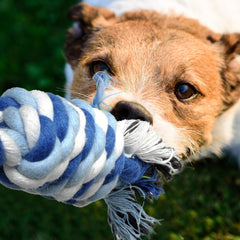 TwoEar dog rope toy 4-pack gnaw toy helps clean teeth during chewing.
