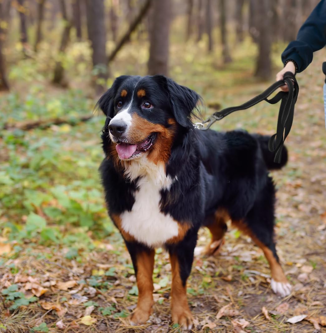 TwoEar dog-walking-in-action shows use for dogs of all sizes