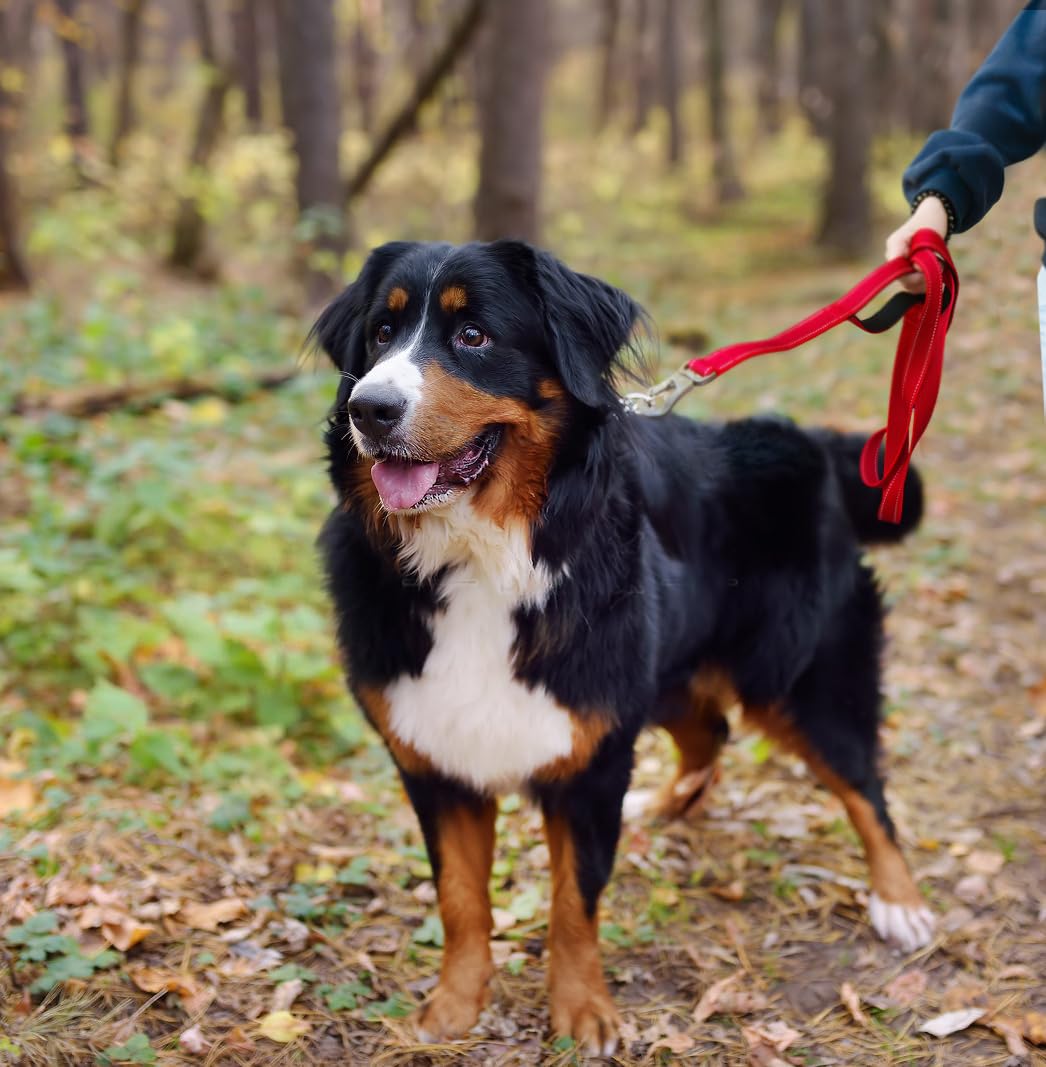 TwoEar red leash in use during a casual city walk.