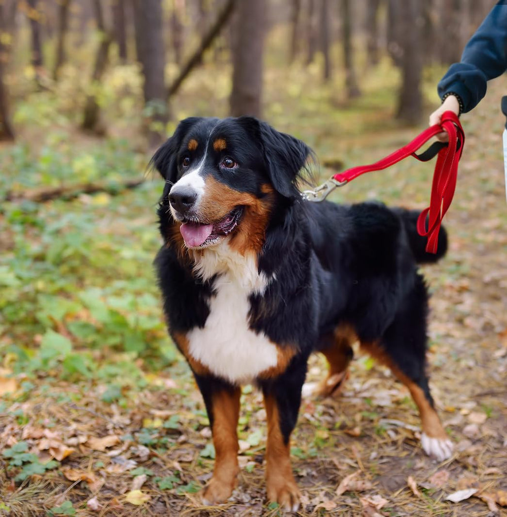 TwoEar red leash in use during a casual city walk.