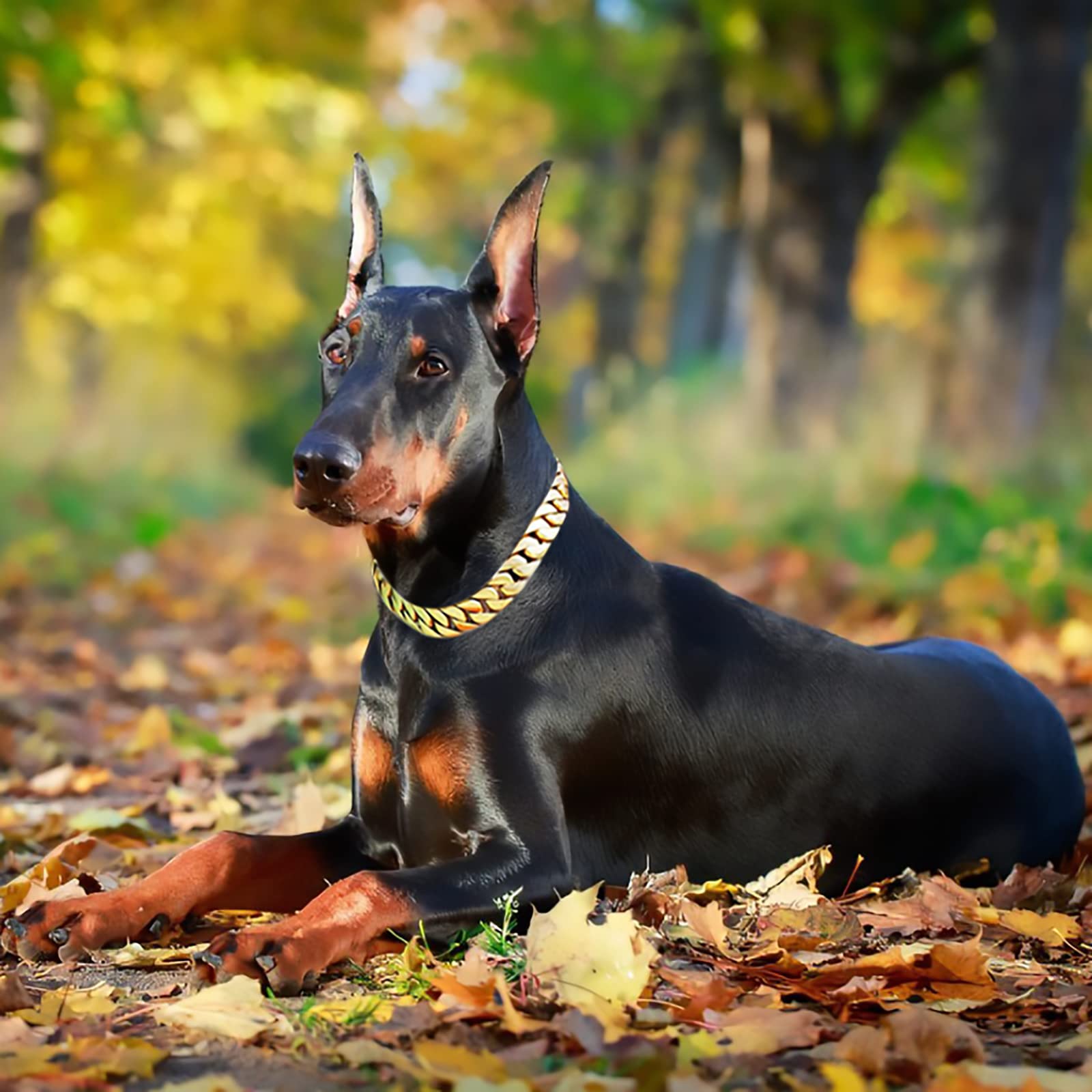 txprodogchains gold finish dog collar on a large dog demonstrates secure daily wear