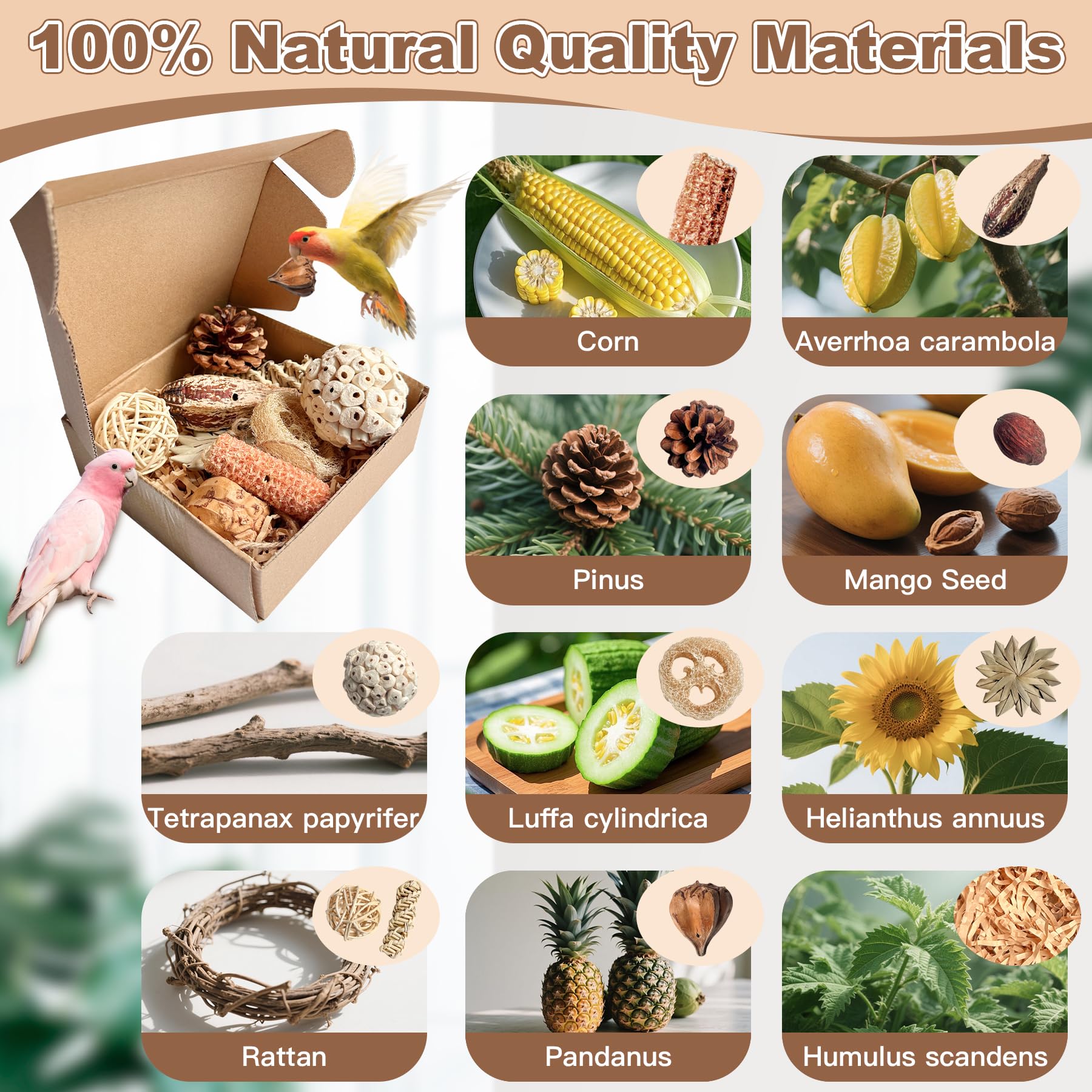 Tyotrbs foraging box treasure starfruit slice hides seeds, stimulating puzzle-solving behavior.