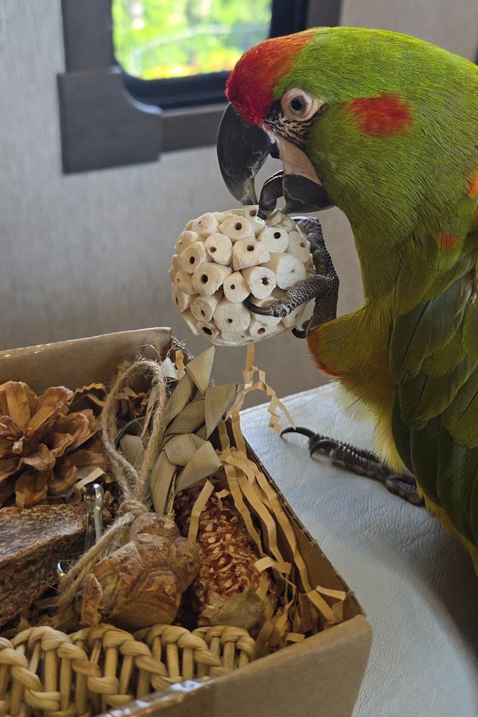 Tyotrbs mango wood nibblers give safe chewing options for curious birds.
