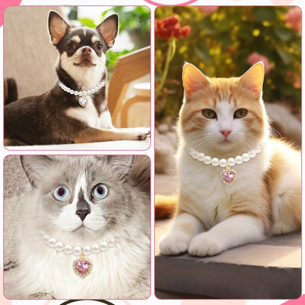 Tyqour wedding-ready collar on a pet for memorable photos and celebrations.
