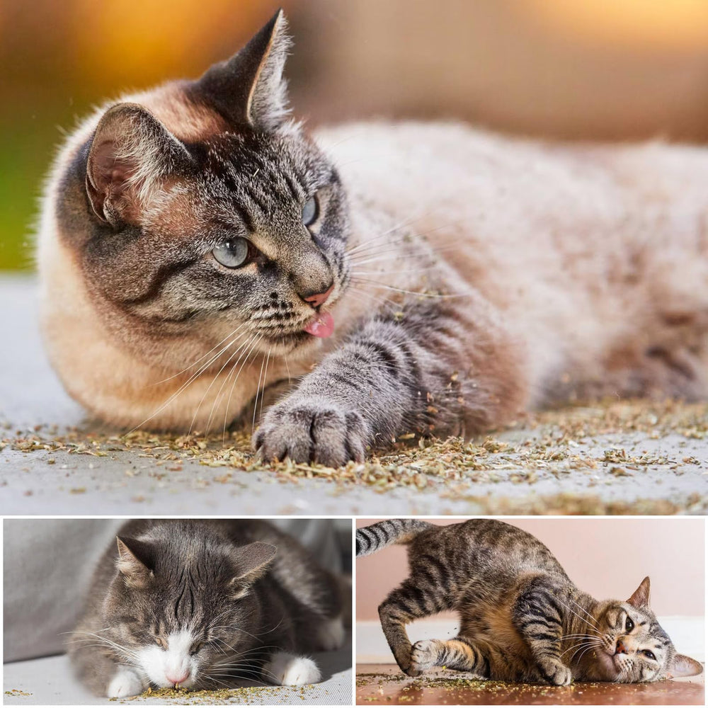 TZL Delicately sealed catnip packaging closeup emphasizes airtight storage and flavor retention