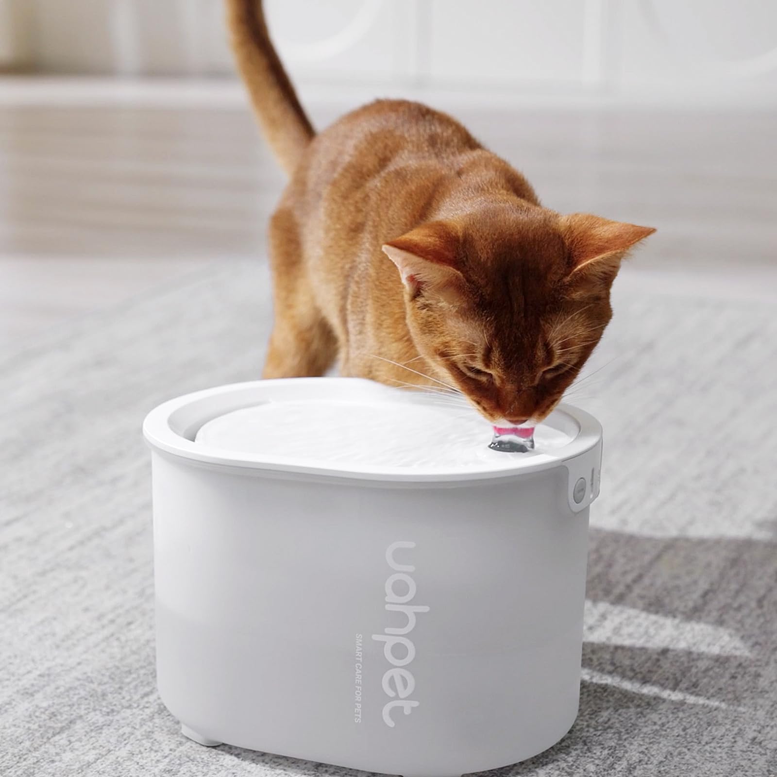 uahpet Glow-replacement-schedule-3-4-weeks promotes timely maintenance