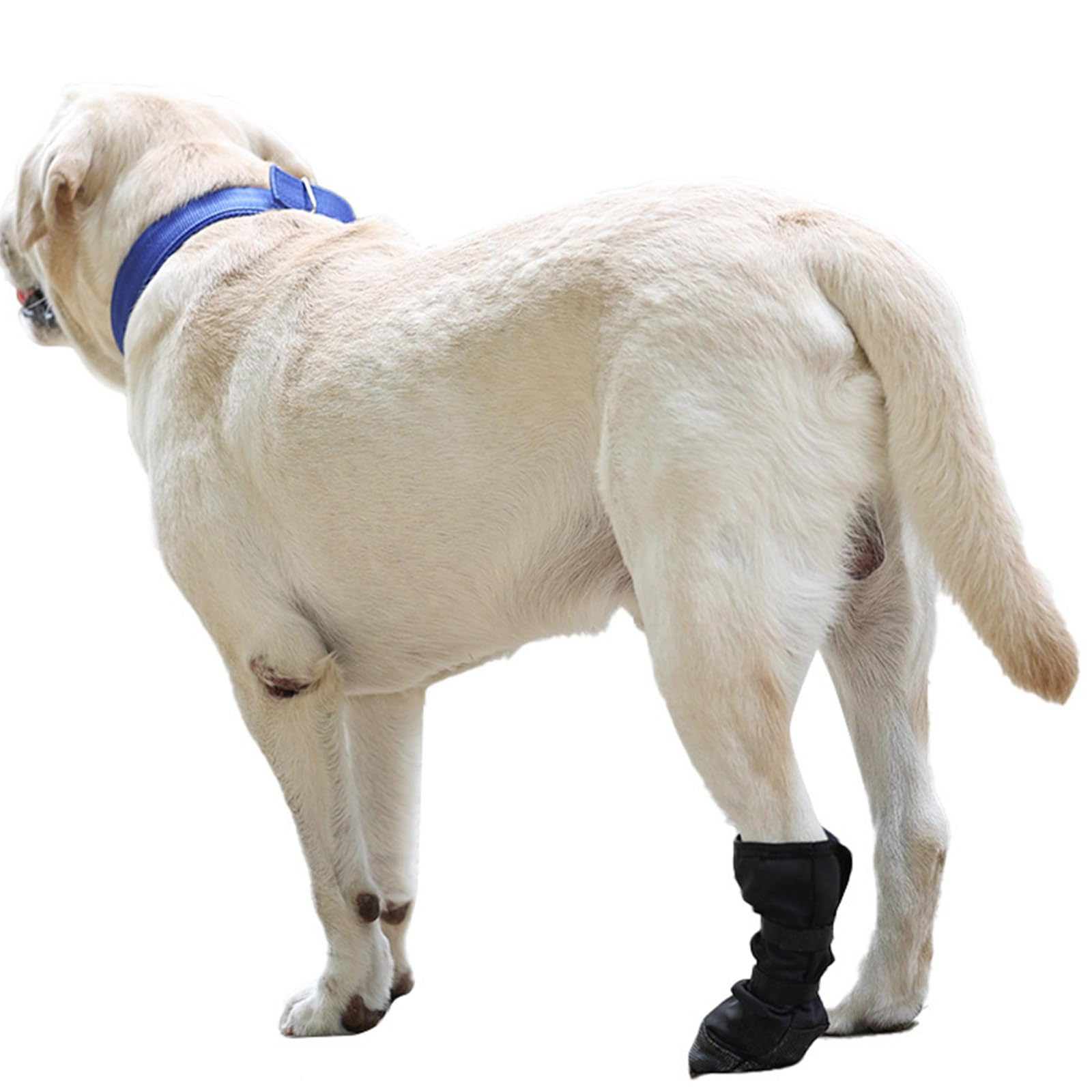 Ubxvamm dog paws protector boot worn during a walk shows protection