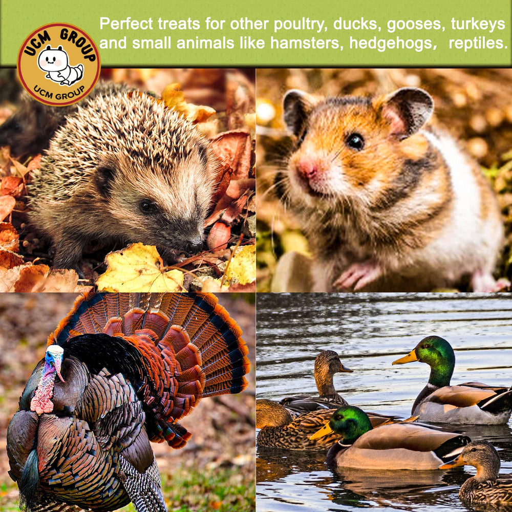 UCM Group 5lb dried BSFL in backyard chicken coop illustration.