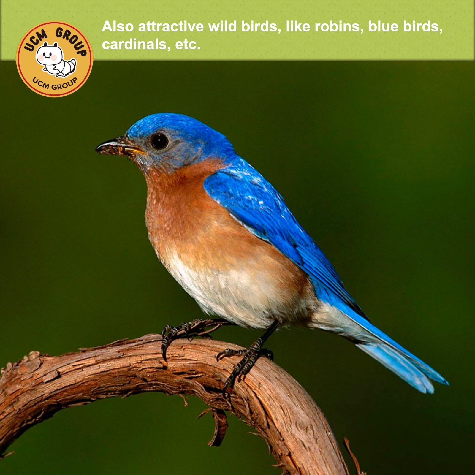 UCM Group 5lb dried BSFL nutrition facts graphic highlighting calcium and protein.