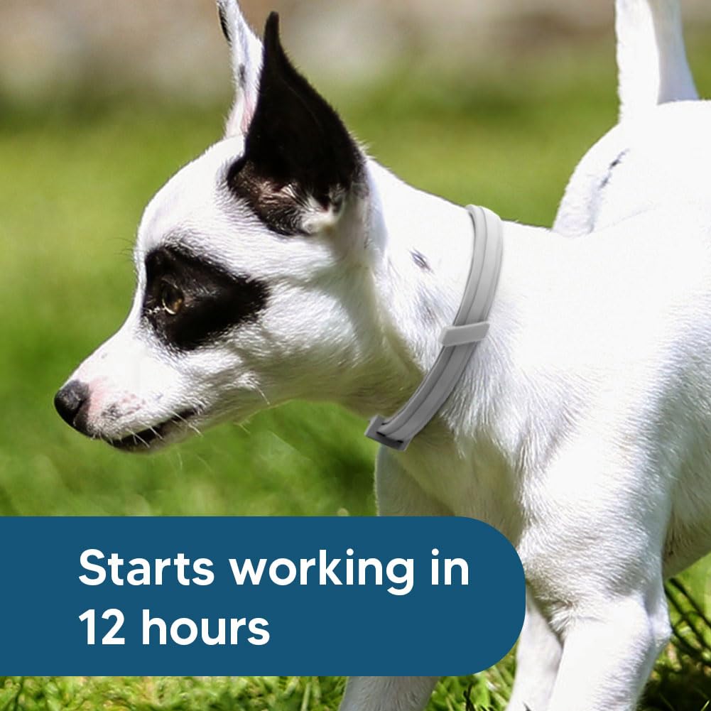 UDyoude weatherproof collar shown during rain or bath time