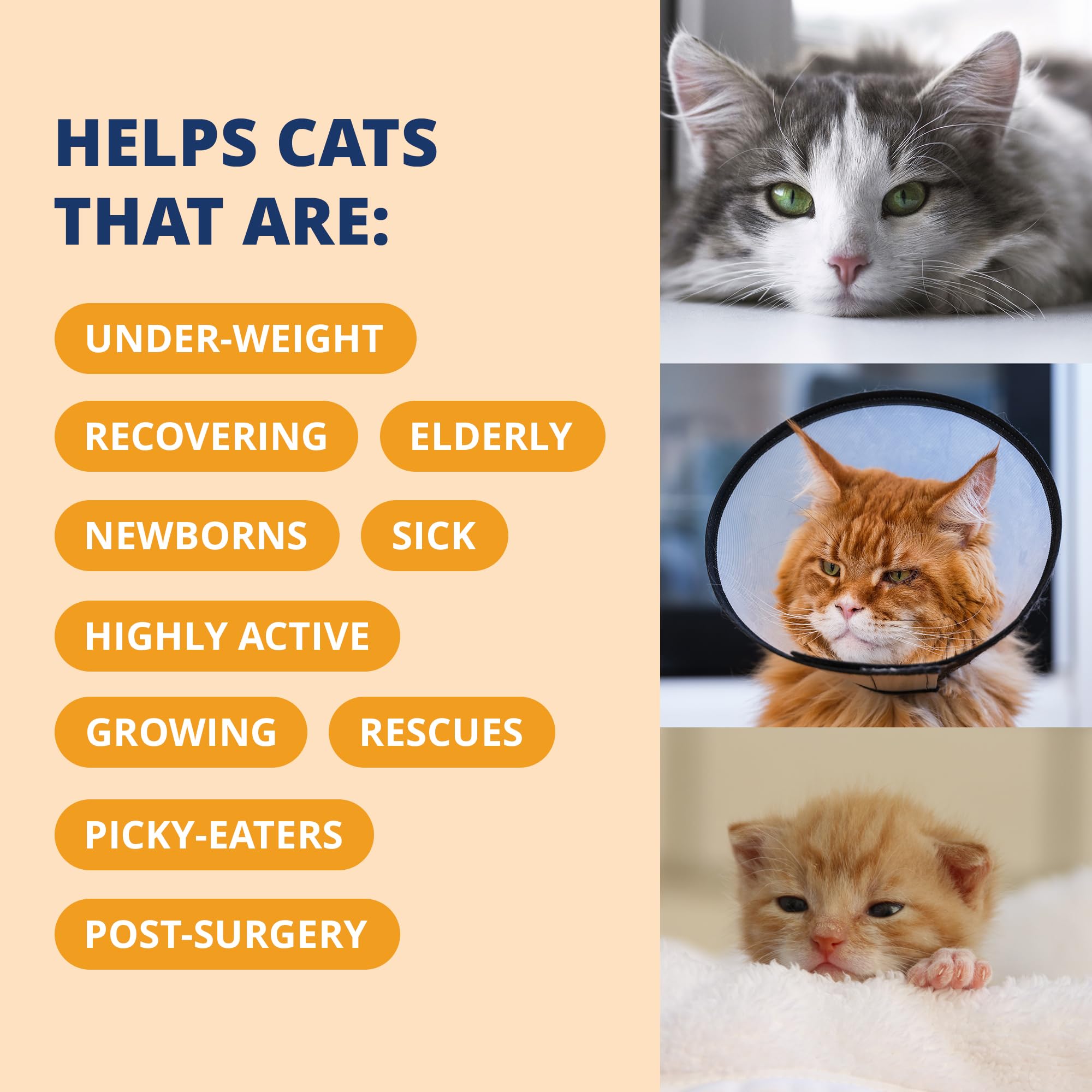Under the Weather cat coat glow image highlights omega fatty acids for shiny fur.