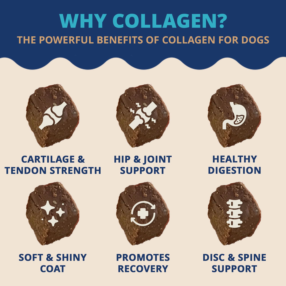 Under the Weather collagen chews in a dog bowl for easy daily use