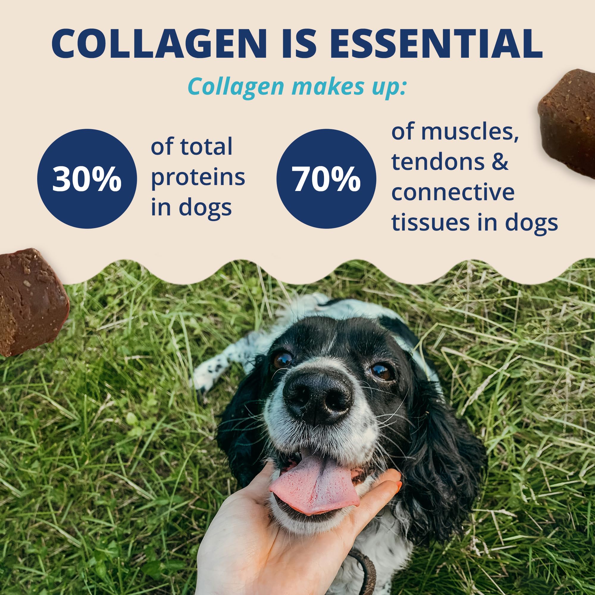Under the Weather collagen chews dog paw in motion showing improved mobility