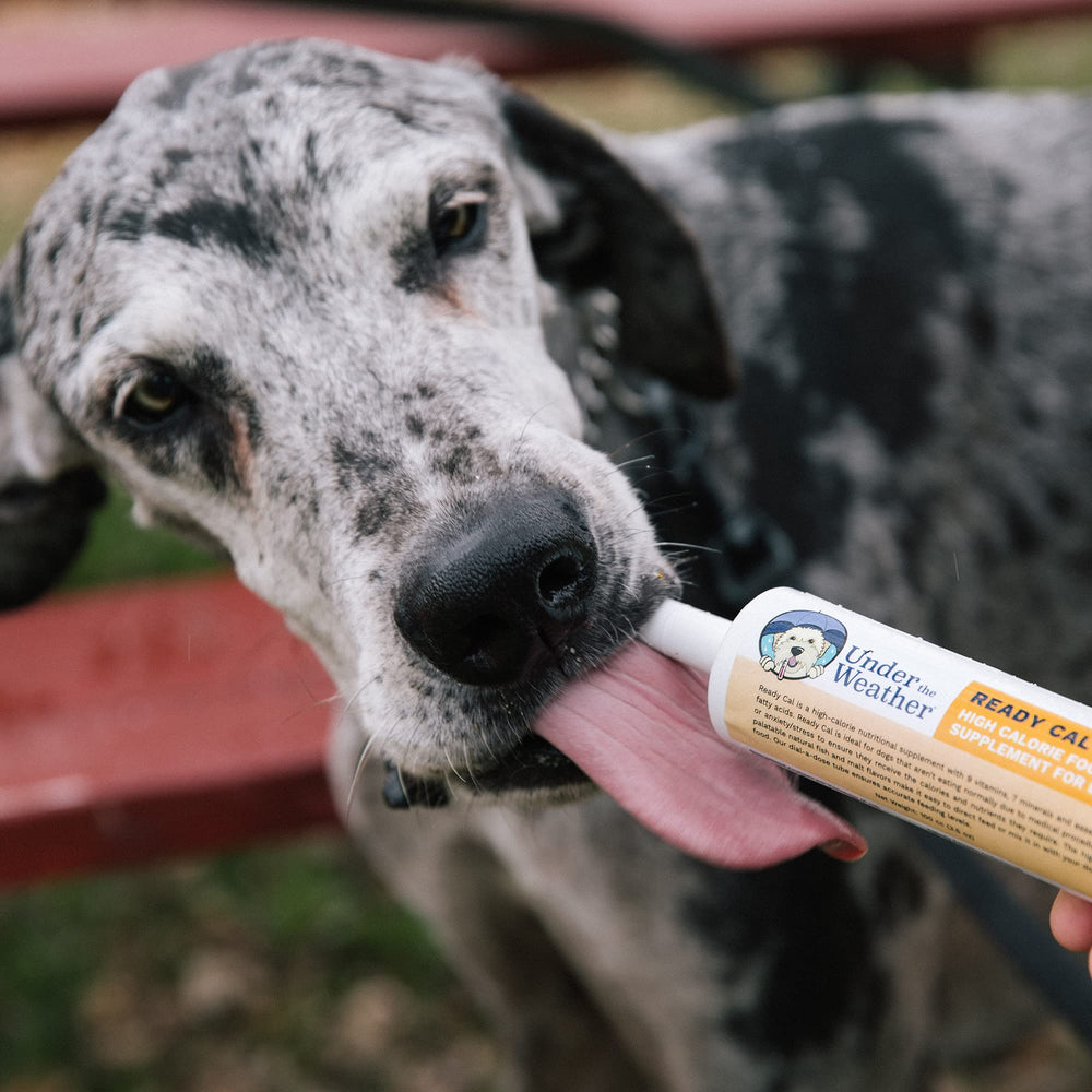 Under the Weather Ready Cal for Dogs no artificial flavors or dyes claim on packaging.