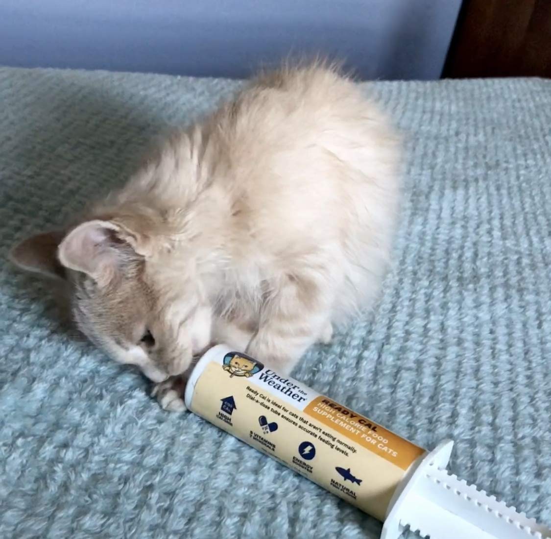 Under The Weather Ready Cal bottle in a cat-friendly feeding scene emphasizes easy integration