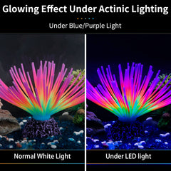 Uniclife aquarium urchin silicone glow under actinic lighting for dynamic display.