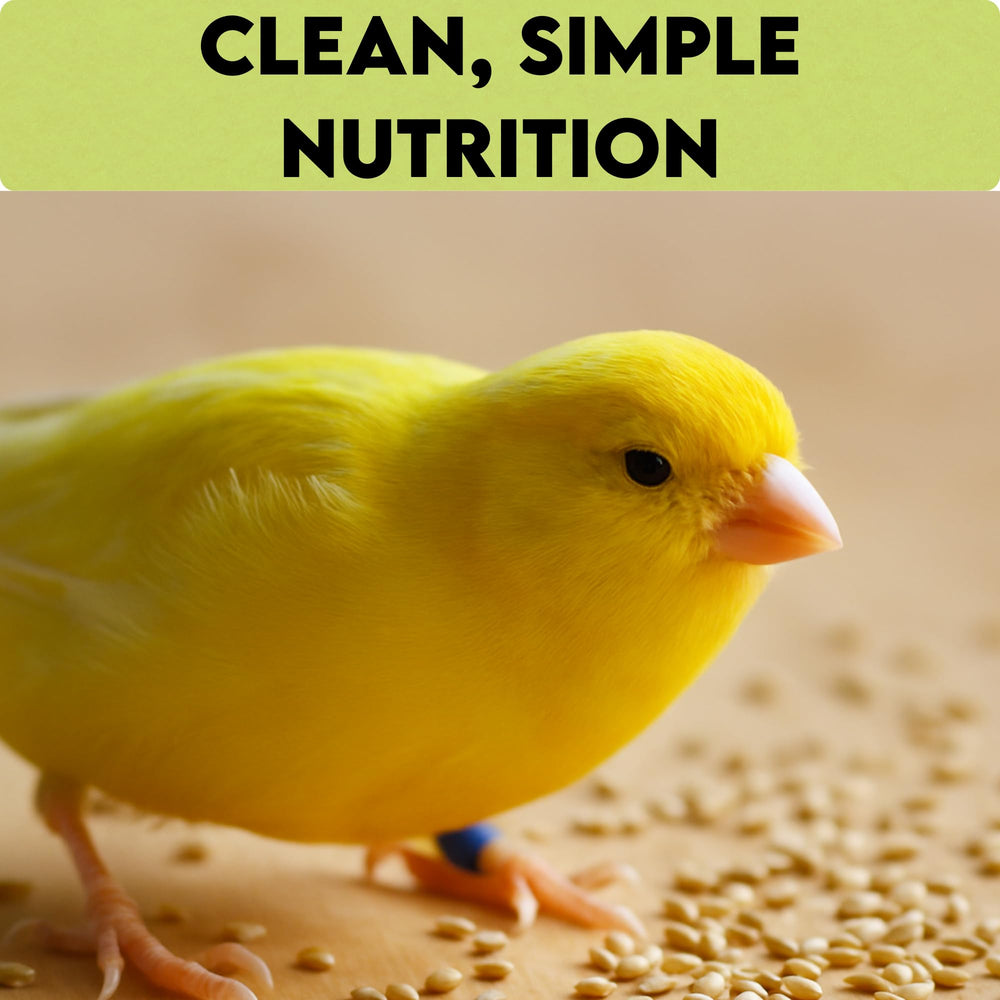 Unida Alpiste seed-bird-feeding scene emphasizes easy daily feeding