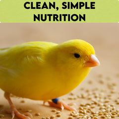 Unida Alpiste seed-bird-feeding scene emphasizes easy daily feeding