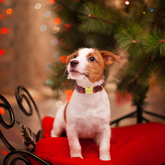 Scottish plaid design on Unique Style Paws collar perfect for holiday photos