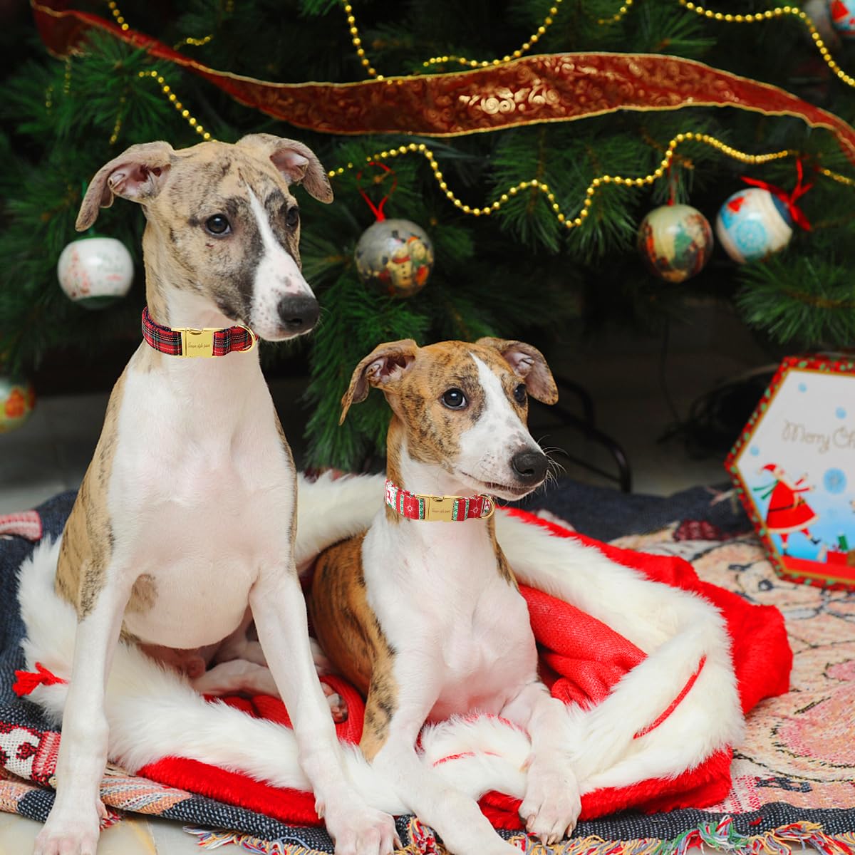 D-ring and metal buckle reinforced on Unique Style Paws collar