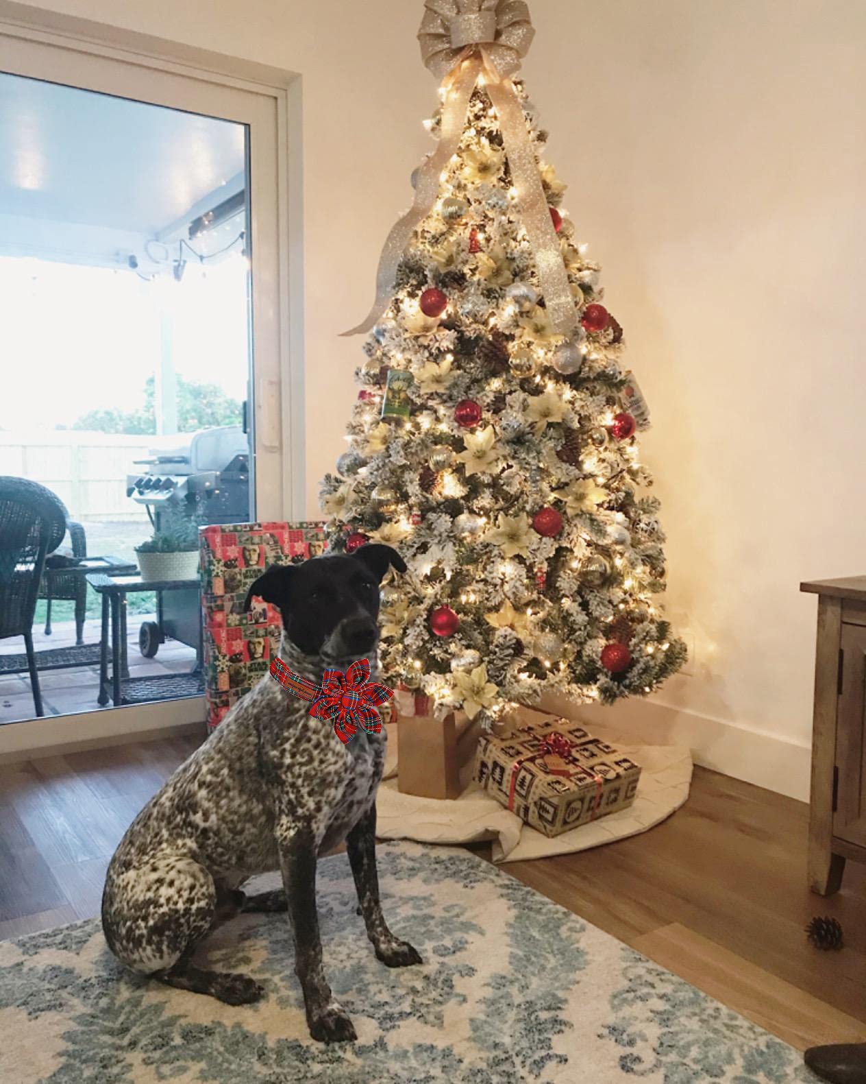 Unique Style Paws Christmas Grid Dog Collar metal D-ring for secure leash attachment