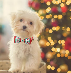 Unique Style Paws Christmas tree pattern dog collar demonstrates playful seasonal design