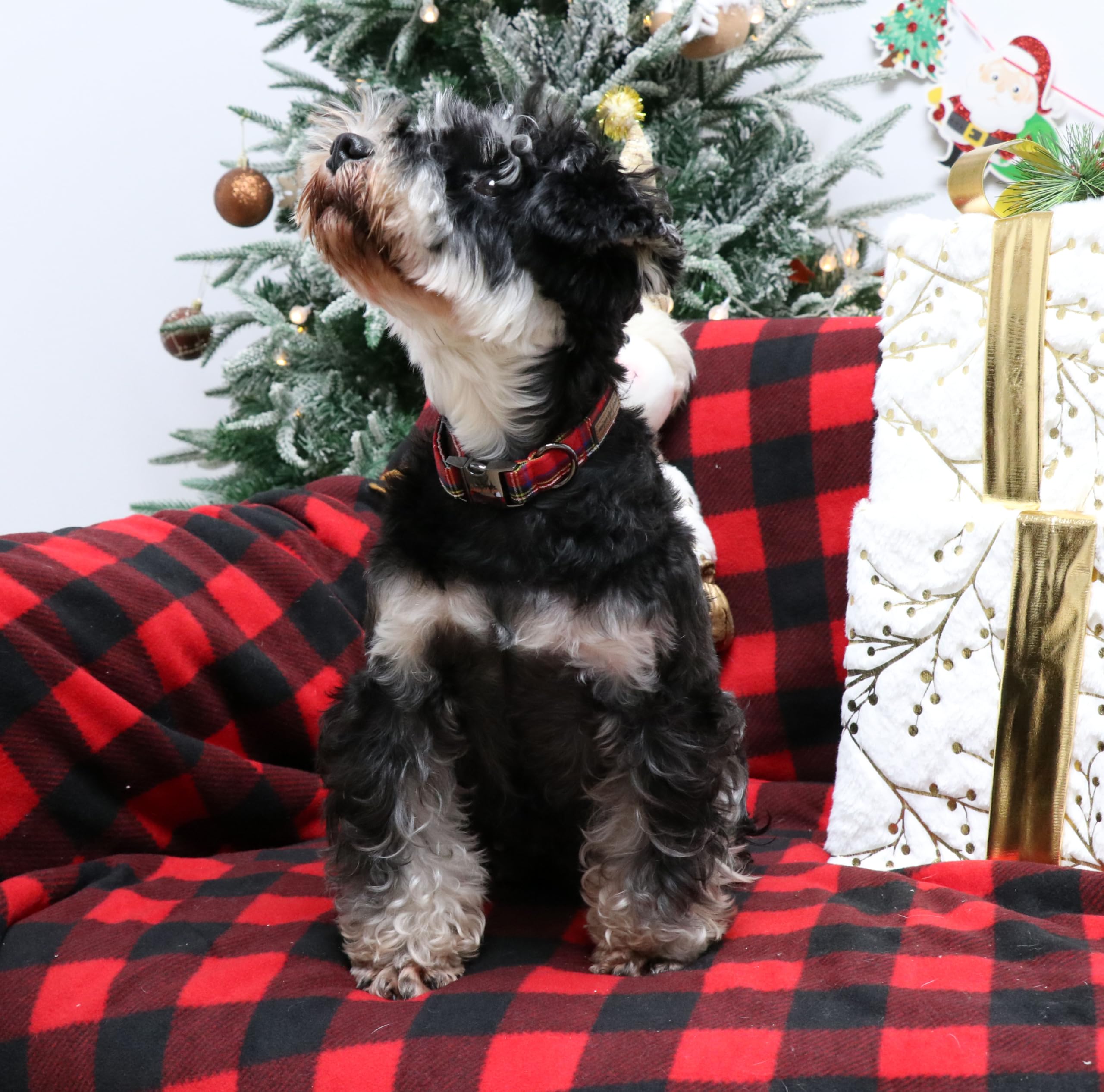 Unique style paws dog collar with welded D-ring offers durable, reliable leash attachment.