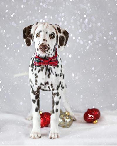 Unique Style Paws dog-cat party-ready collar suitable for weddings