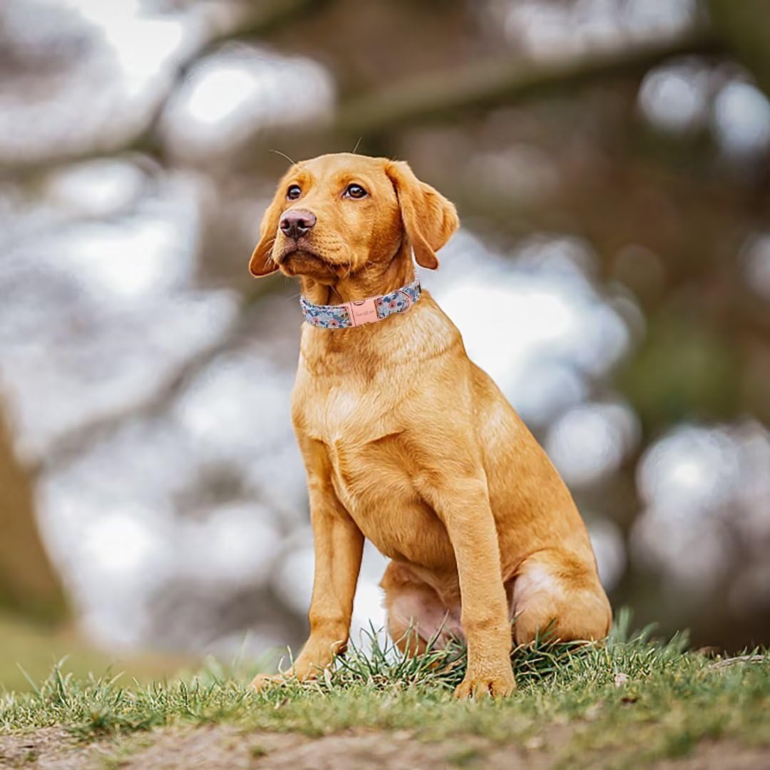 Unique Style Paws durable D-ring collar with double stitching for long-lasting use