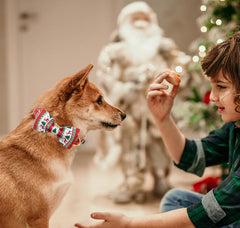 Unique Style Paws five-size range dog collar fits from XS to XL for versatile pets