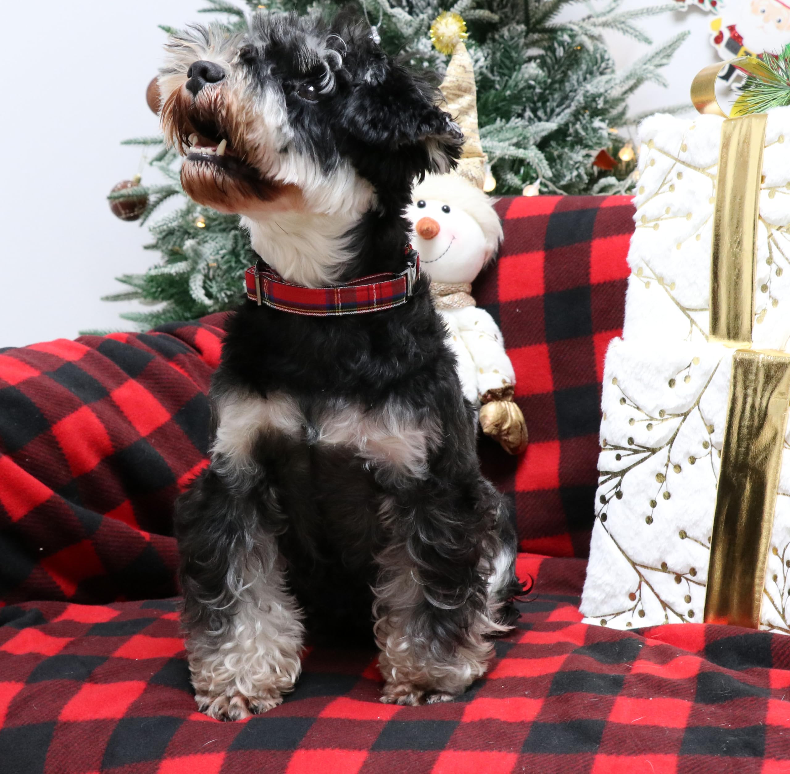 Unique Style Paws winter ready dog collar with D ring and buckle