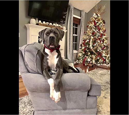 Unique Style Paws double box stitch at stress points adds strength during walks.