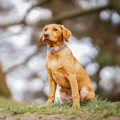 Unique style paws double-stitched collar reinforcing stress points for strength.
