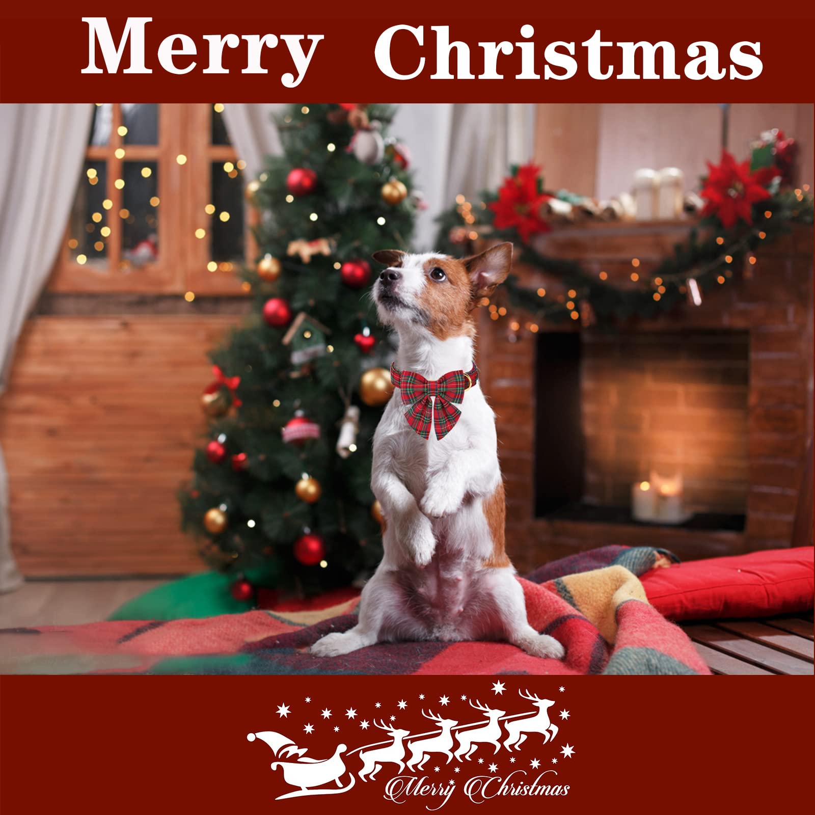 Unique Style Paws festive Scottish plaid collar for Christmas and winter adventures.