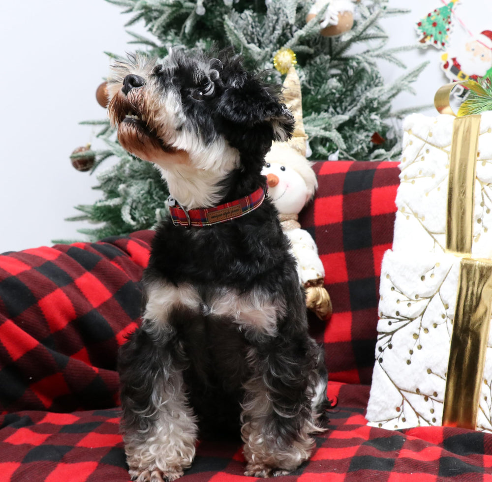 Unique style paws paw-design collar adds playful charm for holidays and photos.