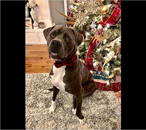 Unique Style Paws removable bowtie allows easy rinsing after muddy outings.