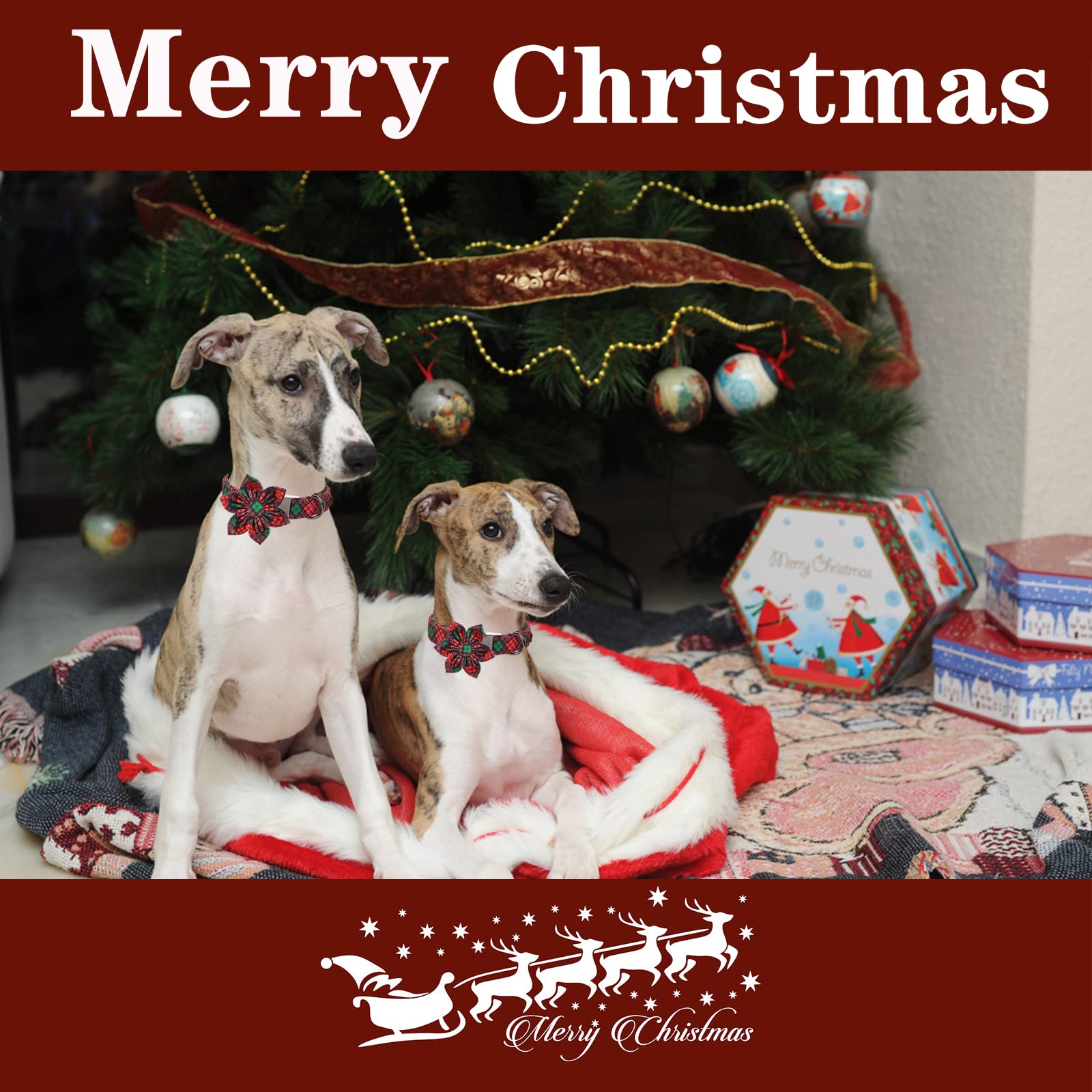 Unique Style Paws Spring Pink Dog Collar on a dog highlighting adjustable fit for growing pets.