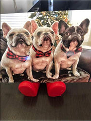 Unique Style Paws welded D-ring hardware ensures sturdy leash attachment for adventures.